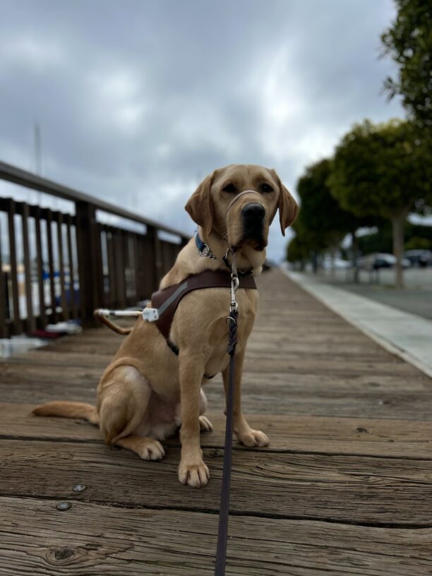 Belvedere is looking very regal and handsome, sitting on a wooden dock, wearing his guide dog harness and a tan gentle leader head collar. In the background are some trees and a grey cloudy sky.