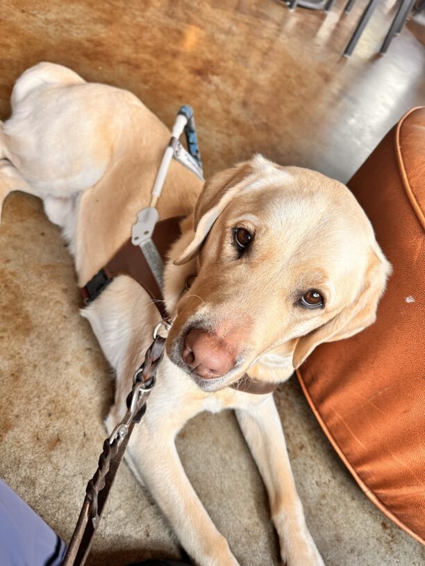 Brian is laying down in harness at a coffee shop. He is looking at the camera waiting for a food reward while his handler is taking a break with a coffee.