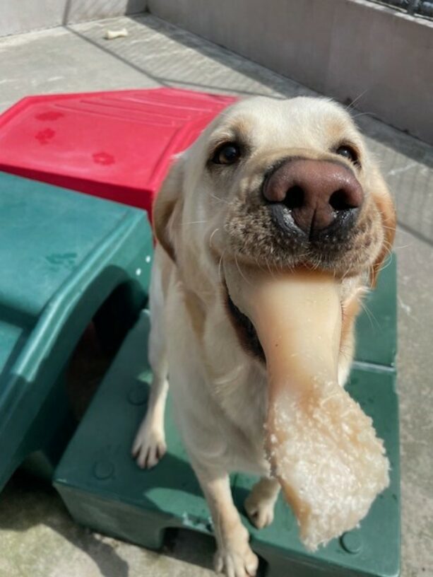 Celine, a yellow Labrador mix, greets the camera with a bone in her mouth. The imagine is zoomed in so her pink nose and the bone in her mouth take up most of the picture. In the background you can see she is sitting on a green play structure in the community run area.