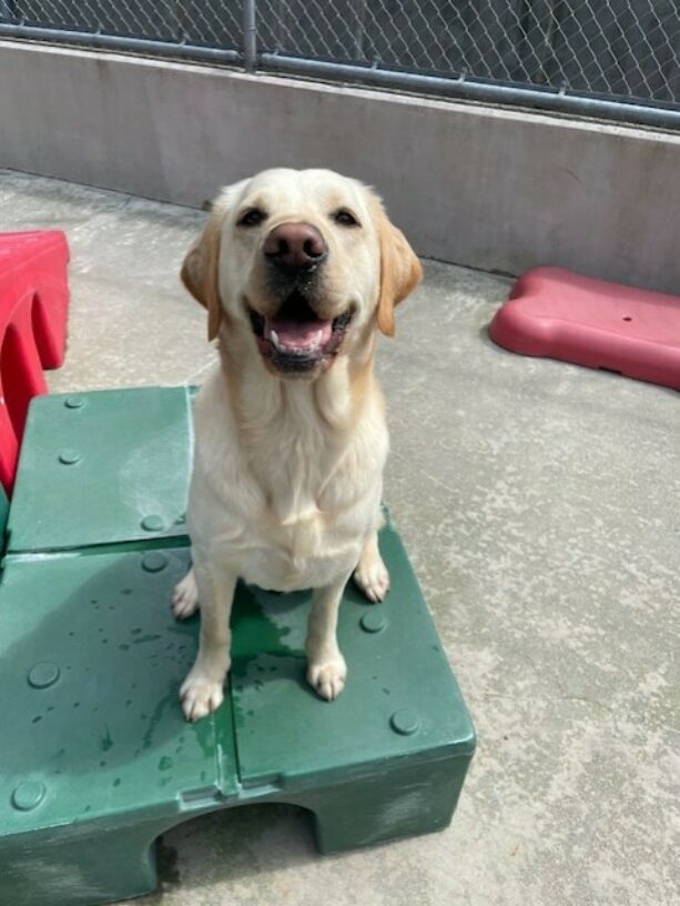 Celine, a yellow Labrador mix, poses for the camera. She is sitting on a green play structure in the community run area and looking at the camera with soft eyes and an open-mouthed smile!