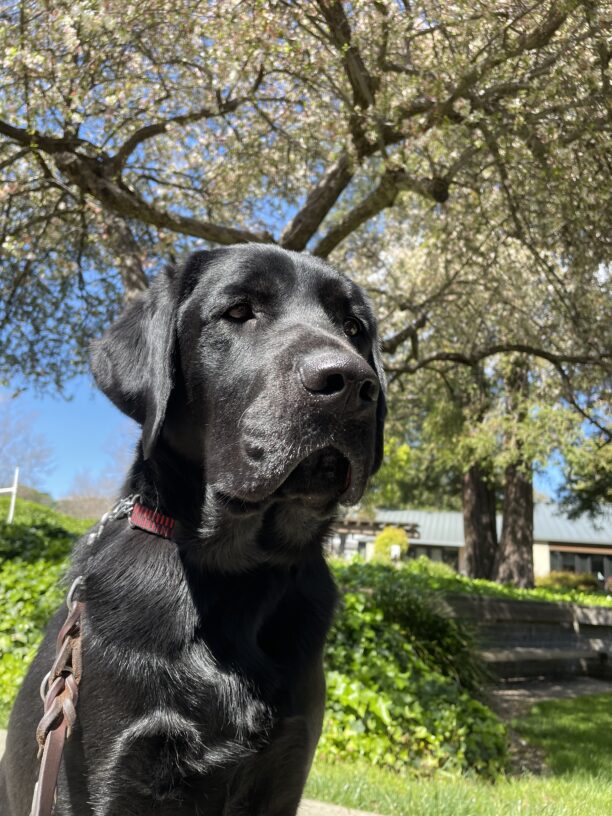 Elway enjoys a walk on campus in the sunshine.  He is sitting in front of a flowering tree and green bushes.