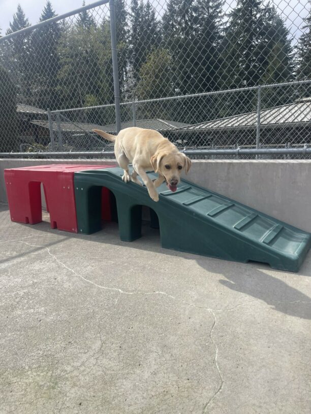 Fatima, a female golden colored yellow Labrador, jumps off a green plastic play structure in CR towards the camera. Her tongue is hanging out.