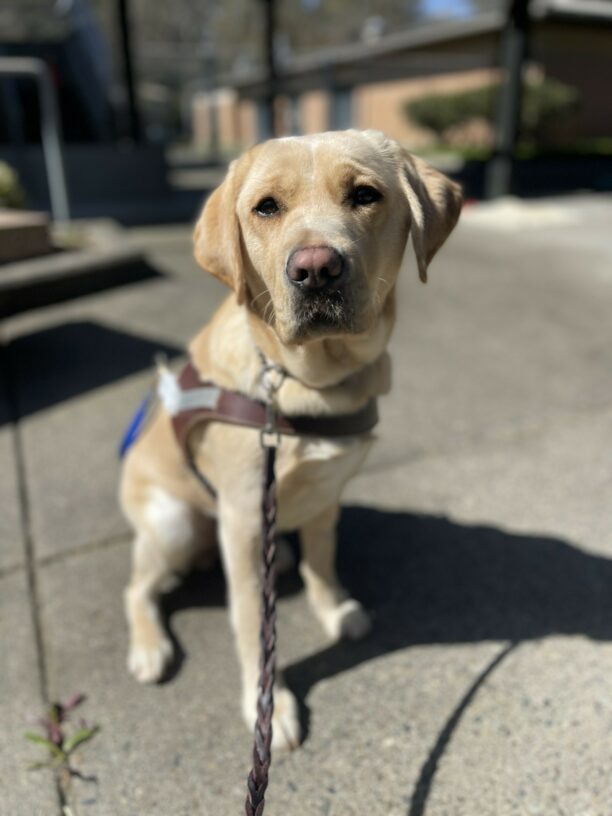 Fatima, a female golden colored yellow Labrador, sits on cement in her guide dog harness. She is looking at the camera with a soft and sweet expression.