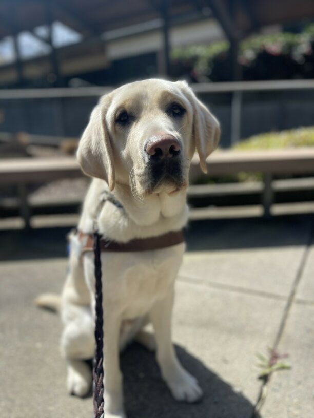 Fillmore, a male yellow Labrador, sits in his guide dog harness. Behind him is a wooden bench and green bushes.