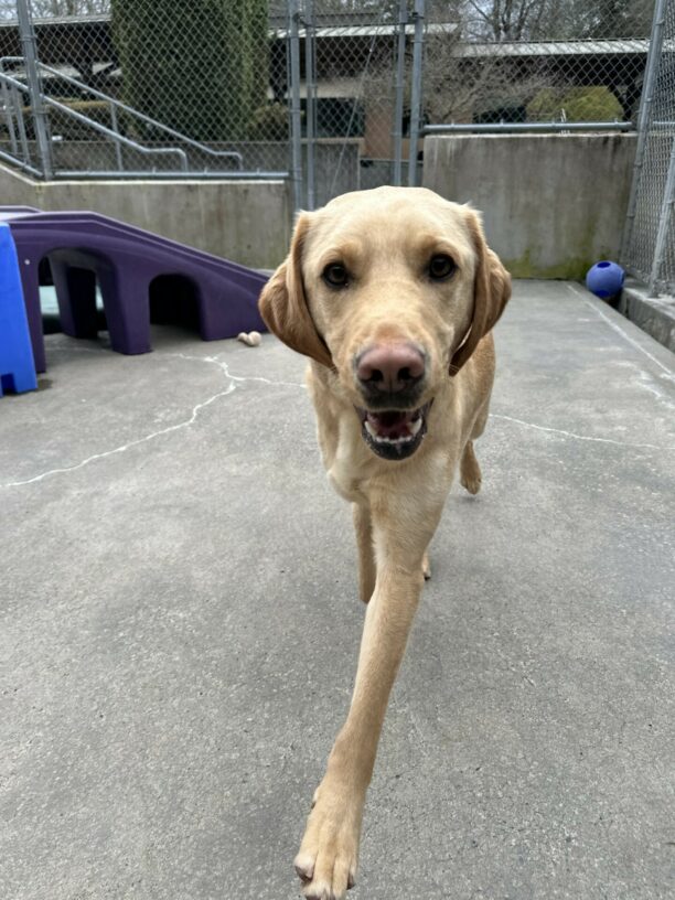 Flynn, a male yellow lab, is running towards the camera with his left front leg stretched out towards the camera. He is wearing a smile on his face and is off-leash in a fenced in community run area.