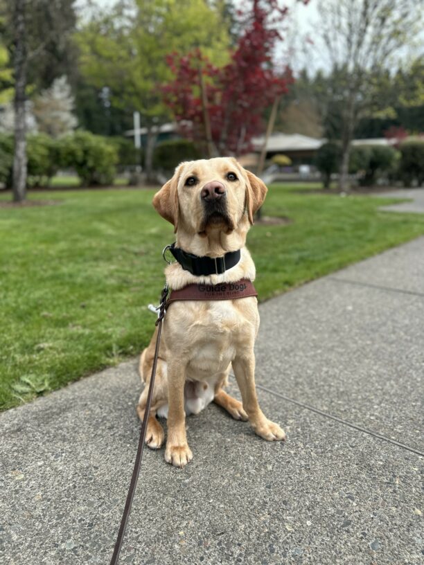 A male yellow lab sits on a concrete sidewalk wearing his guide dog harness. There are trees and grass in the background.