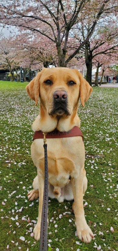 Gazpacho is sitting underneath a grouping of ornamental cherry trees in full bloom. The pink petals are scattered on the grass around him. He is wearing his harness and is looking at the camera with a very stately expression on his face.