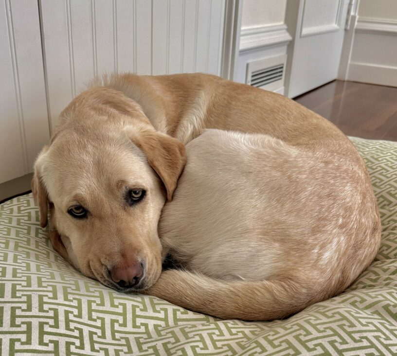 Gertie is curled up in a ball with her tail tucked under her chin, resting on a patterned dog bed.