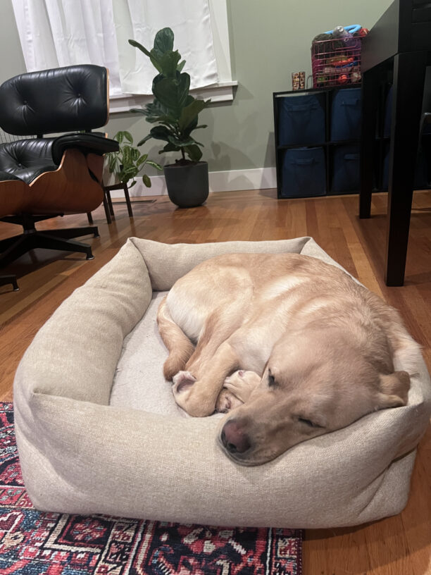 Glimmer rests comfortably, snoozing on a plush dog bed in her foster home.