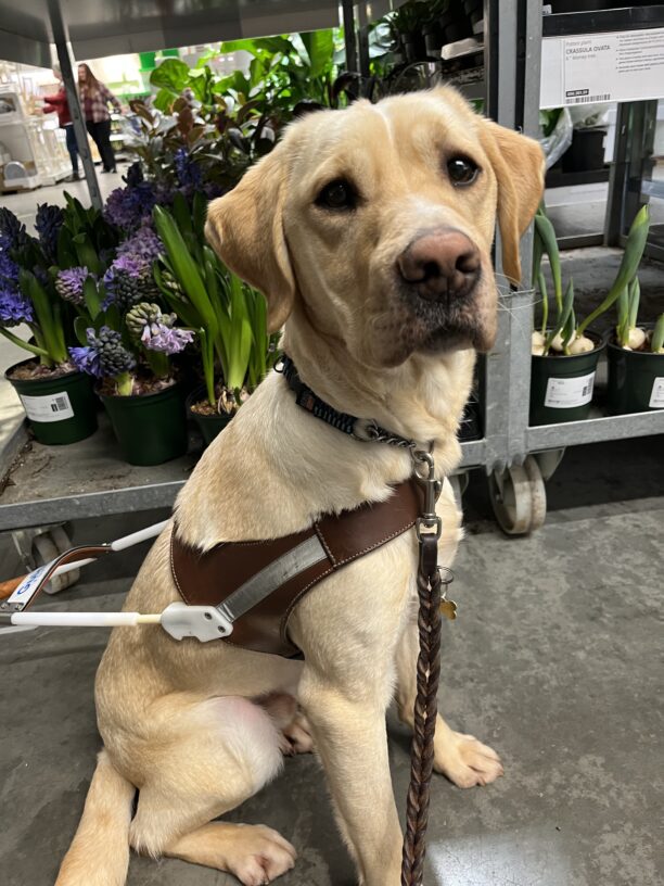 Anders (male Yellow Labrador Retriever with a white stripe on his nose and forehead) is sitting in harness looking directly at the camera in front of a display of spring flowers for sale.