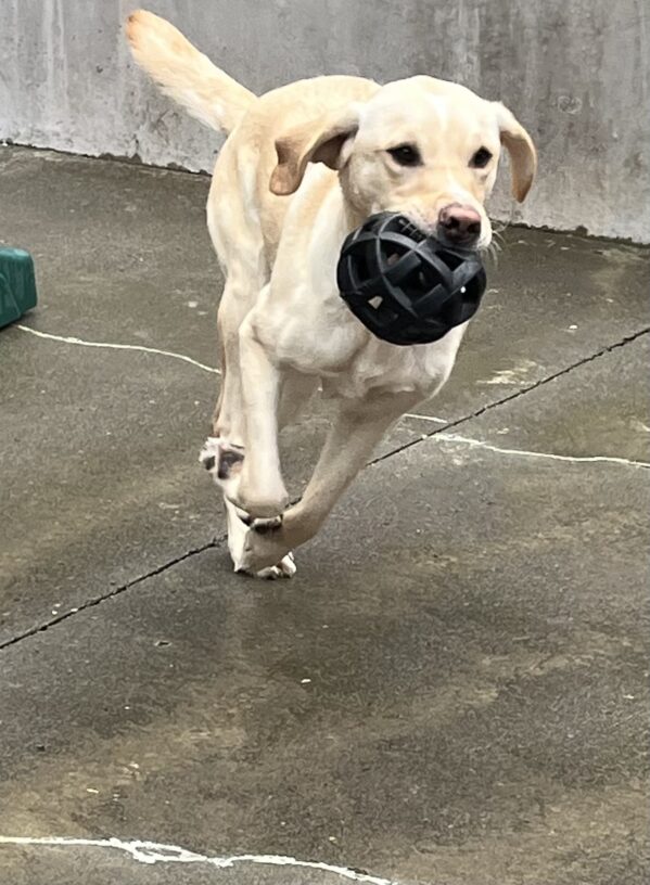 Anders (male Yellow Labrador Retriever with a white stripe on his nose and forehead) is running in a concrete play area over wet pavement following a spring shower. He has a black rubber toy in his mouth and ears and tail are flying