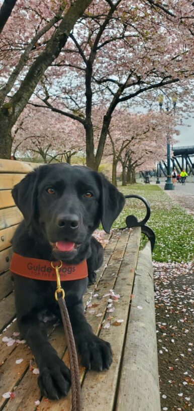 Jan is laying down on a wooden park bench, looking at the camera and lightly panting. Behind her are a row of ornamental cherry trees in full bloom. The pink petals are scattered on the ground and the bench around Jan. She is wearing her harness.