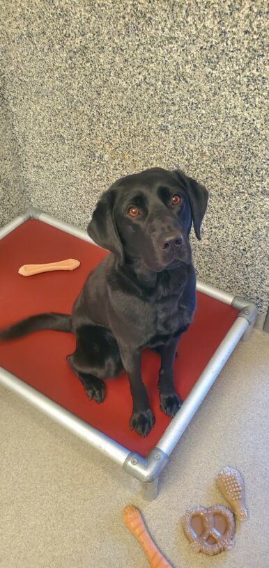 Jan is sitting up at attention on a red dog bed in her run in the kennels. Scattered around her are four different shapes of Nylabones. Her tail is a blurr, as it is wagging.