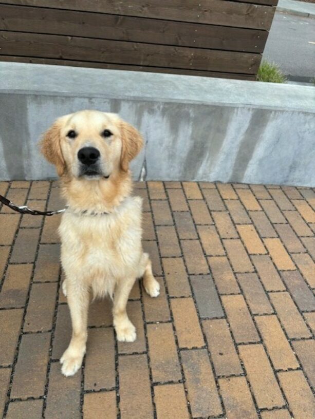 Major sits on a brick pathway. He is looking right at the camera with a sweet face.