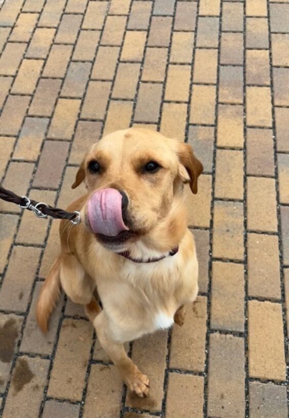 Navi sits on a brick pathway. He is licking his lips after a tasty treat! He is licking his nose and the entire underside of his nose is visible.
