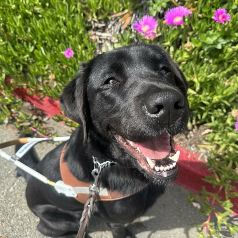 Sawyer is sitting in front of a bush with several bright purple flowers on it. He is wearing his harness and is looking up at the camera with his mouth open in a happy smile.