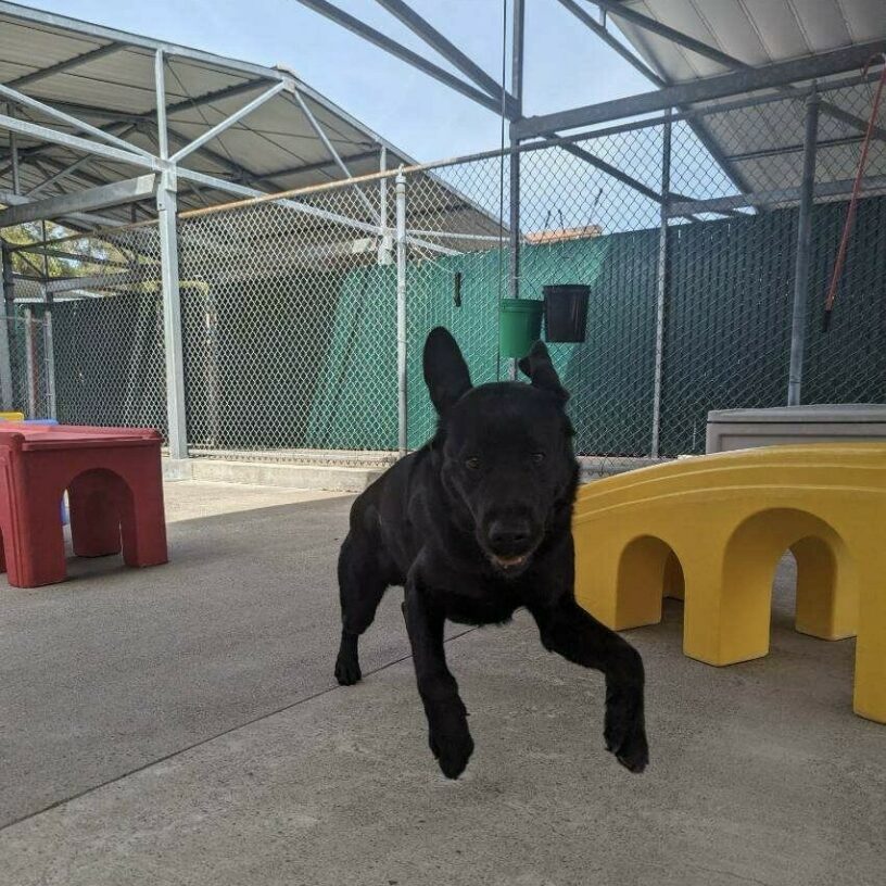Sawyer is bouncing through the play yard and in this photo he is mid-jump, with his front paws slightly off the ground and his ears pointed straight up. There are several brightly colored play structures behind him.