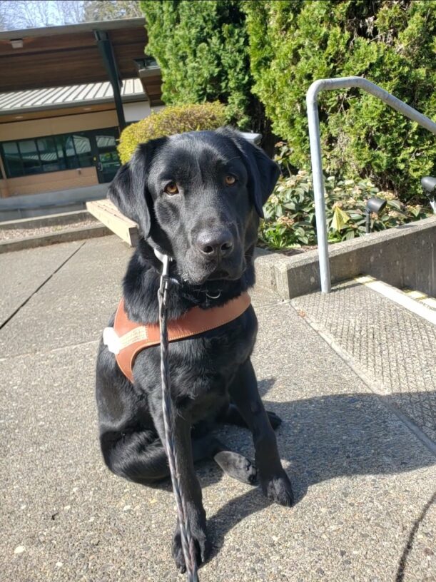 Beckett is sitting while wearing his harness body, on the Oregon Campus. He's looking at the camera. He is sitting near some stairs and there is shrubbery in the background.