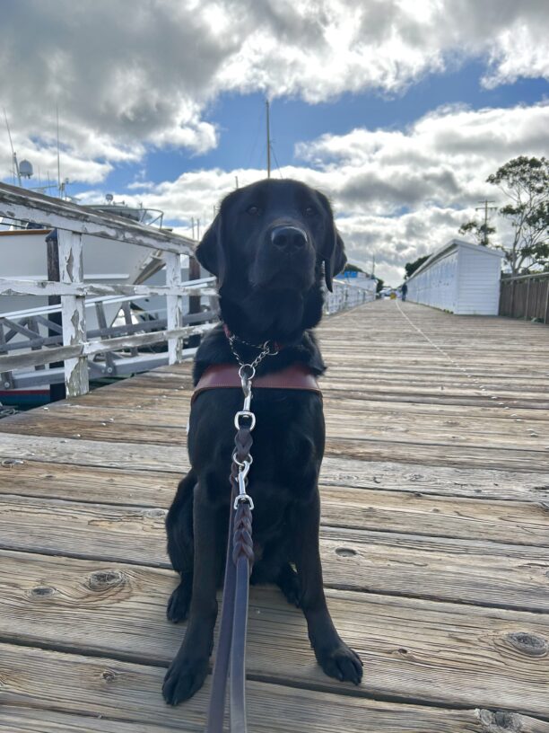 Tamsin is sitting on a wooden dock, facing the camera and wearing her guide dog harness. In the background is a bright blue sky scattered with some bright white clouds.