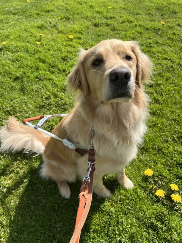 Bart is sitting in harness on a grassy field with some dandelions at his feet. It is a bright sunny day in Oregon and he is looking at the camera.