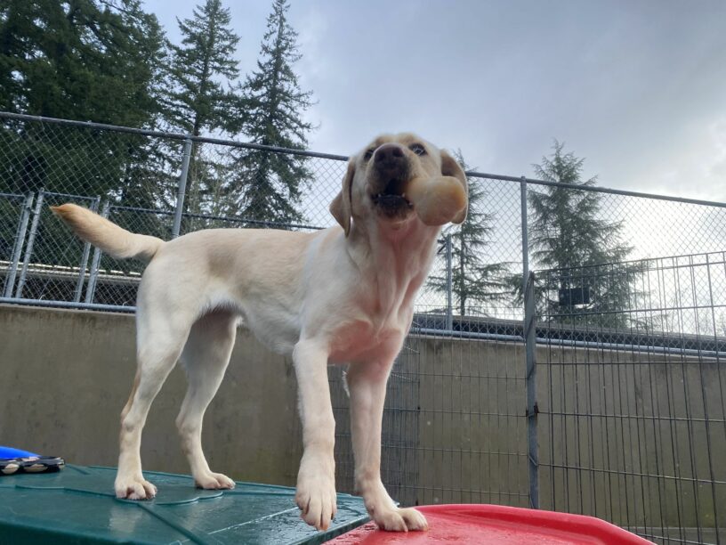Fran, a small female yellow lab, stands atop a red and green plastic play structure. With the perspective from below the structure looking up, she holds a bone proudly in her mouth with a blue sky and tall trees in the background.