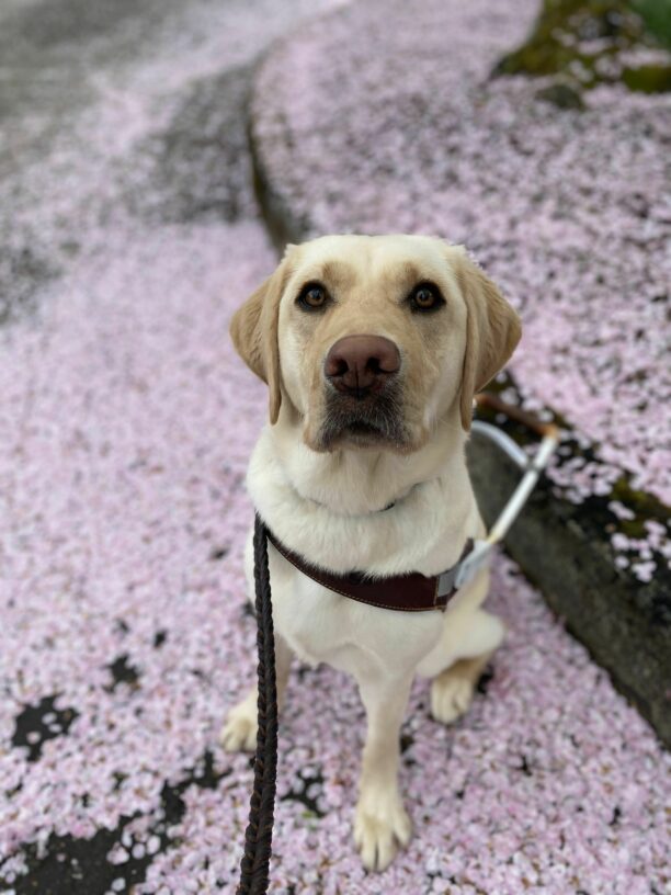 Fran, a small female yellow lab, sits in her GDB harness on a street edge covered in fallen pink flower pedals. She looks up at the camera.