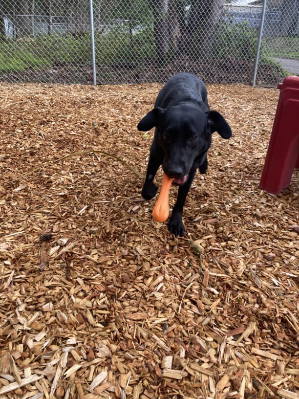 Francine runs towards the camera holding an orange toy in her mouth. Her feet are off the ground and her ears are flying backwards as she runs.