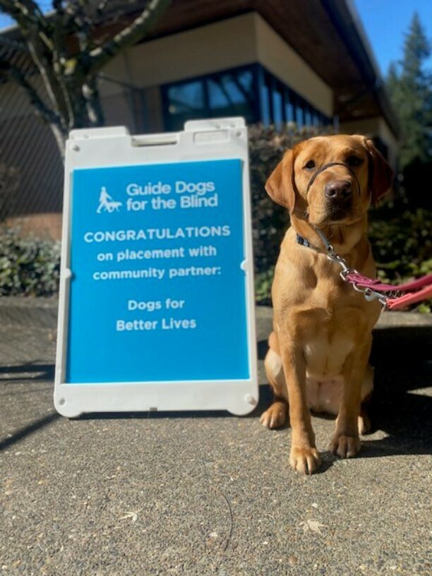 Yellow Lab Gaelic sitting in front of a blue sign congratulating her on being selected by DBL