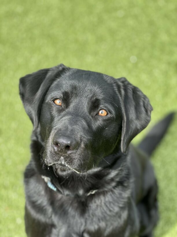A portrait of female black Labrador Retriever, Sylvie. She is sitting in the grassy free run area looking up and at a slight right angle toward the camera.