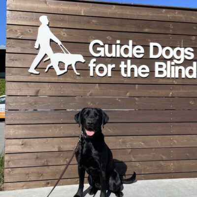 Reggie poses in front of a wooden sign bearing Guide Dogs for the Blind's logo. He is sitting looking at the camera.