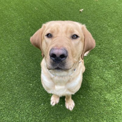 A portrait of Kimmel, a yellow Labrador Retriever, sitting and posing nicely for the camera. He is looking at the camera with a closed mouth and sitting on green turf.