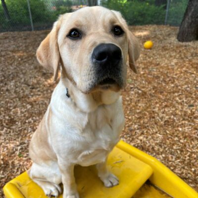 A yellow lab looks into the camera sitting in a yellow play structure in a play area. Behind him are trees and bark chips.