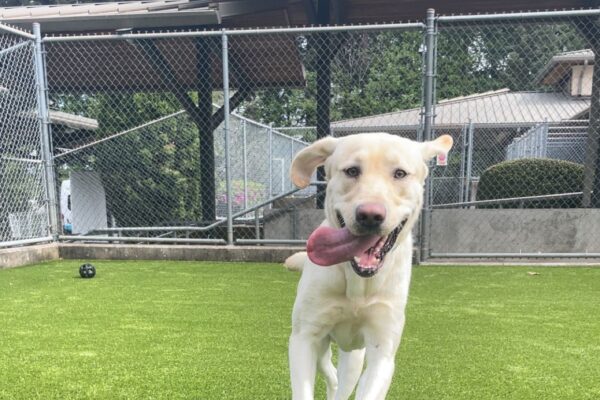 Champ is caught mid leap while playing in a grass paddock on the Oregon campus. His ears are flapped out to the side, and his mouth is open in a hilarious, tongue-out smile!