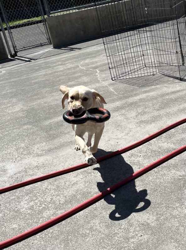 Anders (male Yellow Labrador Retriever with a white stripe on his nose and forehead) is running in a concrete play area over wet pavement following a spring shower. He has a black rubber toy in his mouth and ears and tail are flying