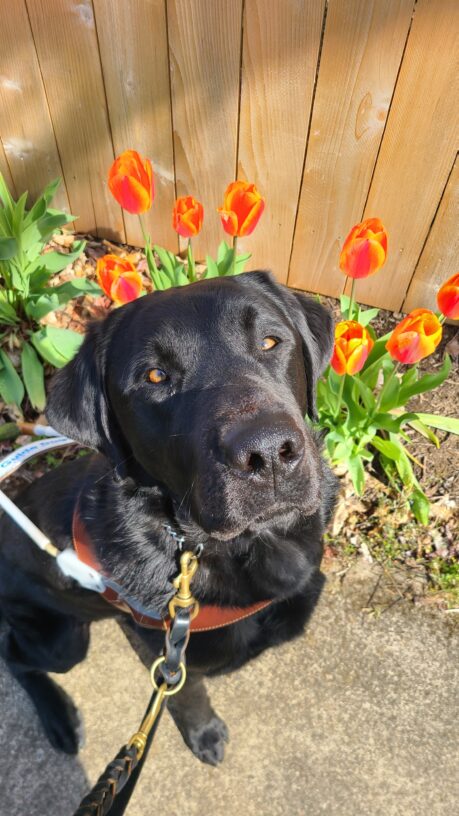 Black Labrador Retriever, male is laying down in the sun with a wooden fence and both red and yellow tulips in bloom behind him. He is looking at the camera with his eyes partially closed as he relaxes.