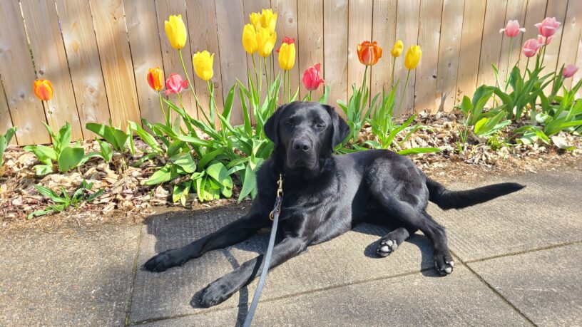 Black Labrador , male, is sitting in harness looking directly up at the camera. In the back ground is a wooden fence and some red and tulips in bloom behind Komodo.