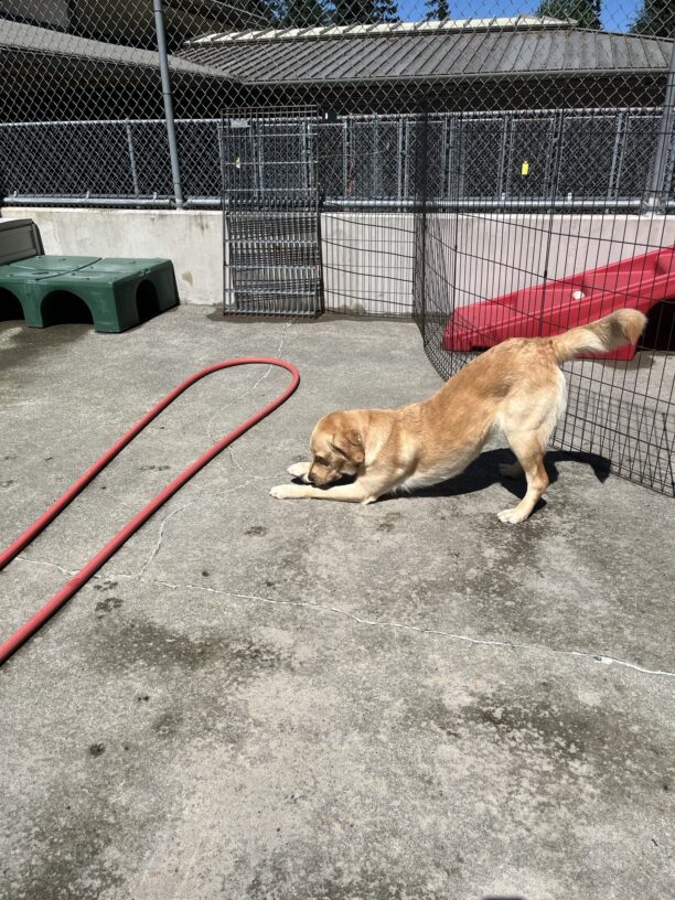 Roo, a medium sized, yellow Labrador/Golden retriever female is pictured in community run chewing on a bone. Her head and forelegs are down while her hind end is up in the air and her tail bent in a wag. In the back ground you can see green and red play equipment, a tall x-pen and a red hose.