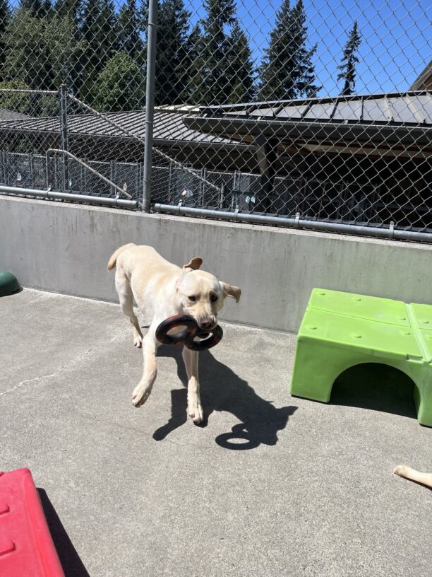 Kringle is running in community run holding a figure 8 tug toy. His ears are flying in one direction and his front legs are going in the opposite direction.
