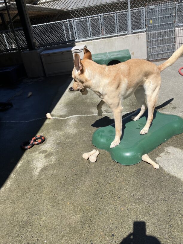Picture in community run is a tall, male yellow Labrador Retriever. Jambo is standing on a green, bone shaped piece of play equipment. His ears were caught flying straight up, his right front foot and tail are also up in the air. In his mouth and surrounding him are several bones and tug toys.