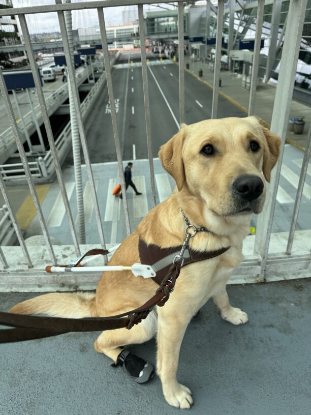 Roo, a medium sized, yellow Labrador/Golden retriever female is pictured in harness (wearing grey and black hind foot booties) sitting on a pedestrian overpass at the Portland Airport. Behind her is the handrail and a pedestrian pulling a suitcase is passing below on the lower level.