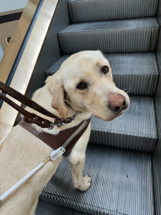 Kringle, a larger sized, male, yellow Labrador is pictures riding on an escalator. He is in harness and is looking back at the handler.