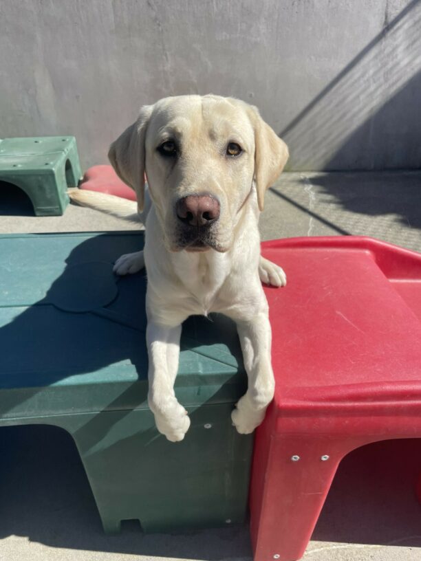 Champ poses in a down position on red and green play structures in the community run area. He is looking directly at the camera.
