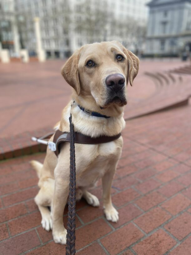 Jambo is a male, yellow labrador retriever with medium brown eyes that show up nicely in his caramel colored face. He is sitting in harness looking directly at the camera in the middle of a brick plaza in downtown Portland. There are brick steps leading down behind him with out of focus tall buildings in the background.