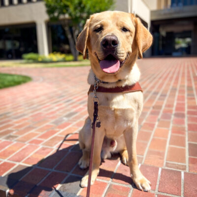 Smiley Arrow wears a harness and sits on a brick pathway downtown during his breeder assessment walk.