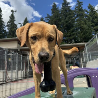 Dark yellow labrador, Jax, stands on a green play structure. He is holding a bone-shaped Kong toy on one side of his mouth while his tongue hangs out on the other side. A bright blue sky is behind him.