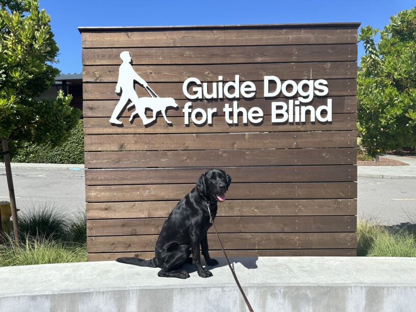 Frontier poses in front of a wooden sign bearing Guide Dogs for the Blind's logo. He is sitting looking at the camera. There is a bright blue sky in the background.