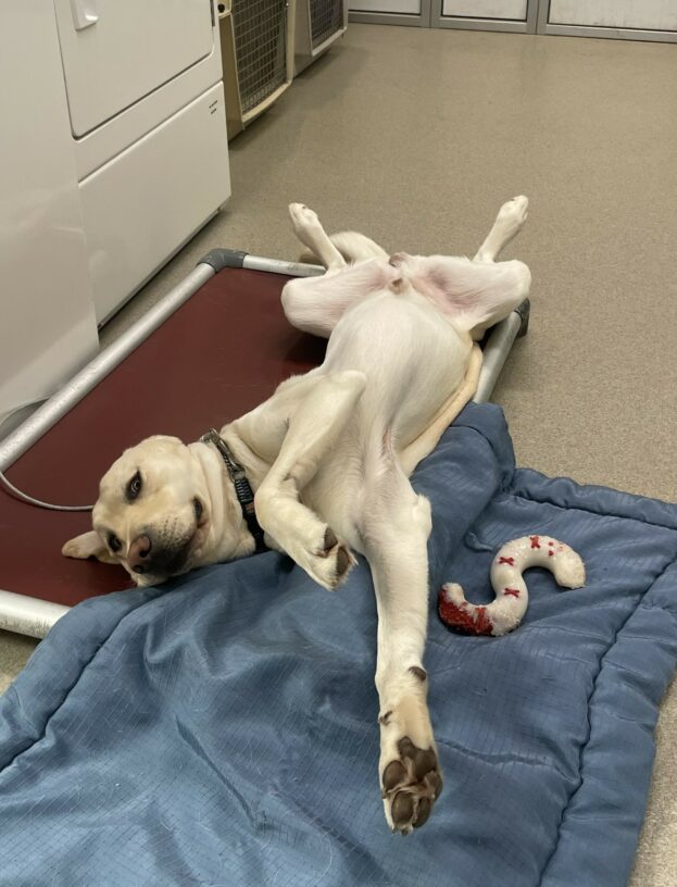 Champ, a yellow Labrador Retriever, is showing off his carefree, goofy personality as he lays on his back on a karunda bed. His back legs are spread in the air and his front paws are reaching towards the camera.