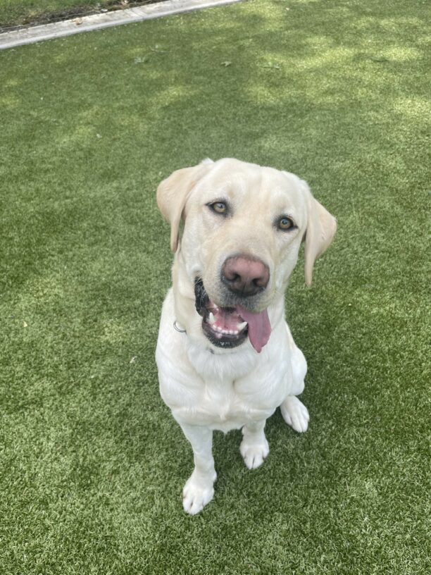 A portrait of Champ, a yellow Labrador Retriever with striking yellow eyes, sitting on a grassy free-run field. His head is slightly perked to the side and his tongue is hanging out of the side of his mouth.