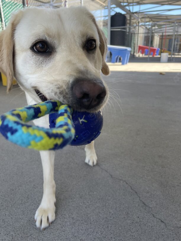 A close up of Cinda bringing a blue and yellow rope toy up to the camera. She is in a community run area.