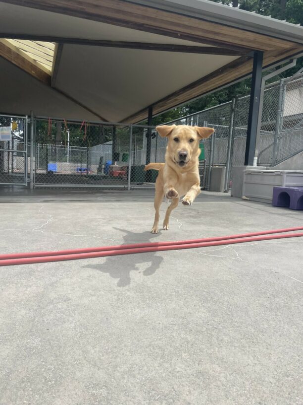 Knox, a yellow Labrador Retriever, is leaping towards the camera in the cement free-run area. His front feet are off the ground and his ears are flapping in the wind.